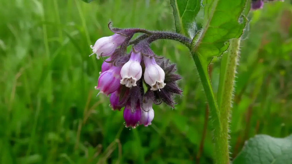 Fekete nadálytő mire jó? Természetes segítség ízületi és izomproblémákra