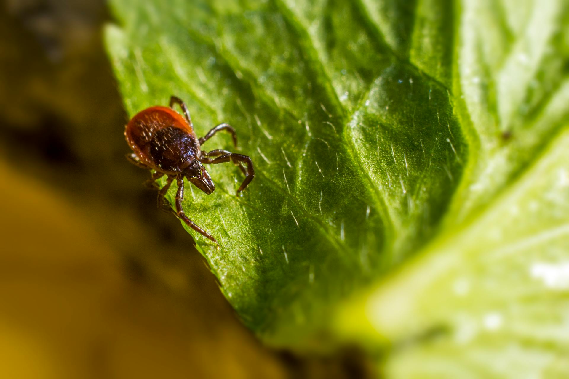 Kullancsencephalitis tünetei: Agyhártyagyulladás jelei